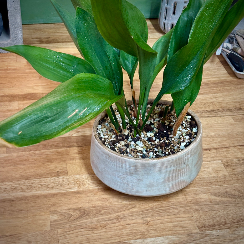 PLANTER - WHITE RIBBED